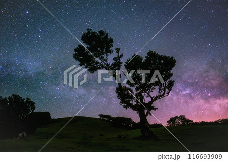 Fanal forest trees on Madeira island in night with starry sky, Portugal Fanal forest trees on Madeira island in night with starry sky, Portugal 116693909