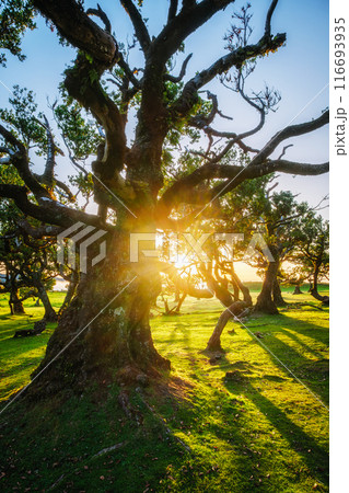 Fanal forest trees on Madeira island, Portugal Fanal forest trees on Madeira island, Portugal 116693935
