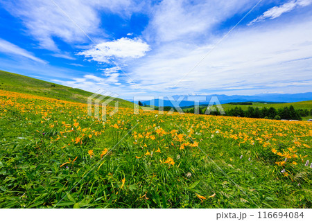 高原に咲くニッコウキスゲ 116694084