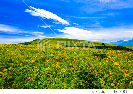 車山とニッコウキスゲの花畑 116694092