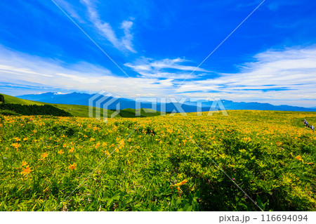 車山肩の花畑 116694094