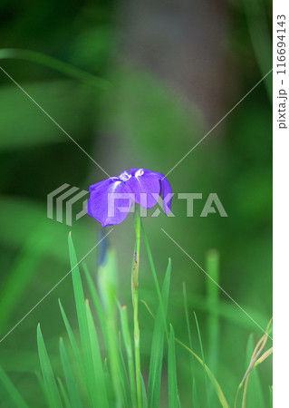 大自然の田園に映える花菖蒲(花しょうぶ)クローズアップ(山都町) 116694143