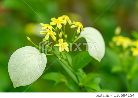 夏に咲くハンカチの花とも呼ばれるコンロンカ 116694154