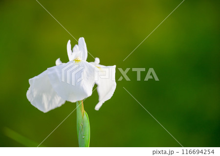 大自然の田園に映える光芒を浴びている美しい花菖蒲(花しょうぶ)クローズアップ(山都町) 116694254