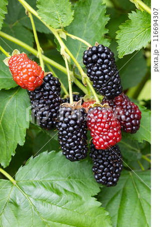 熟し始めたガーデンの美味しいブラックベリー 116694307