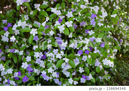 非常に良い香りのアメリカジャスミンの花 116694348
