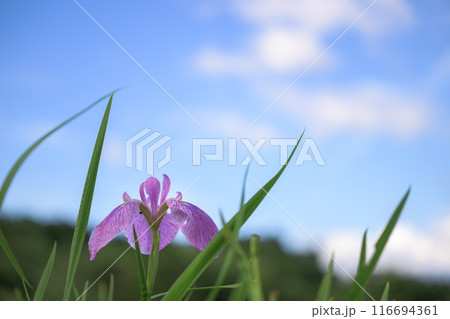 町民の植物園 大自然の田園に映える花菖蒲(花しょうぶ)クローズアップ(山都町) 町民の植物園 大自然の田園に映える花菖蒲(花しょうぶ)クローズアップ(山都町) 116694361