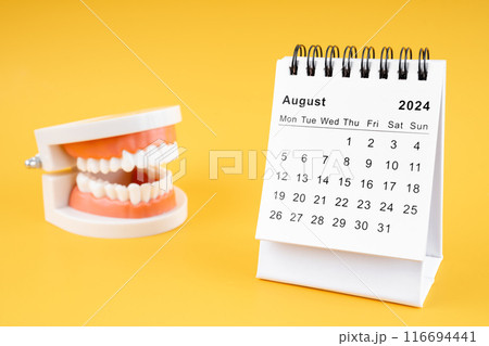 Desk calendar August 2024 and tooth model on yellow background. 116694441