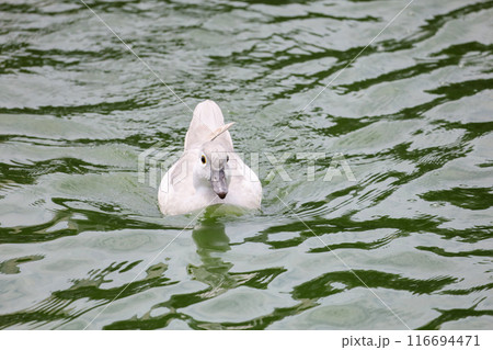 The white call duck(anas platyrhynchos domesticus)in the garden The white call duck(anas platyrhynchos domesticus)in the garden 116694471