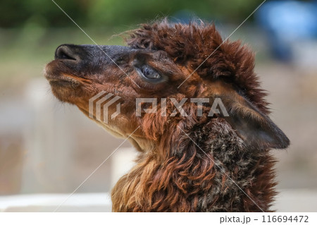 Close up head brown alpaca in farm garden Close up head brown alpaca in farm garden 116694472