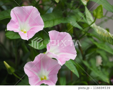 ピンクの花が咲く昼顔 116694539