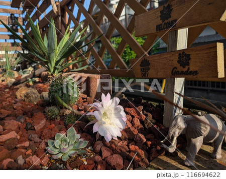 サボテンの花 サボテンの花 116694622