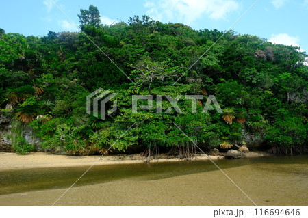 吹通川の亜熱帯の森 116694646