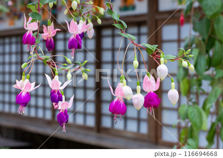 ガーデンの美しいフクシア ビーリングの花 116694668