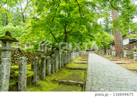 岐阜県揖斐川町　新緑の谷汲山華厳寺灯籠の立ち並ぶ参道 116694675
