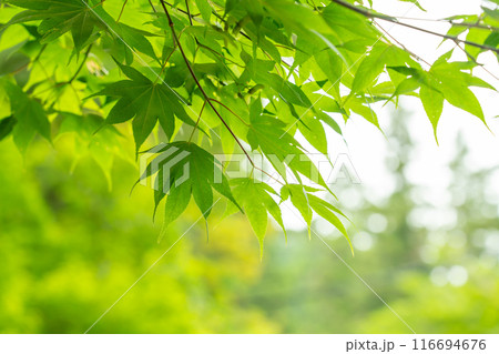 岐阜県揖斐川町 谷汲山華厳寺の新緑のもみじの葉 岐阜県揖斐川町 谷汲山華厳寺の新緑のもみじの葉 116694676