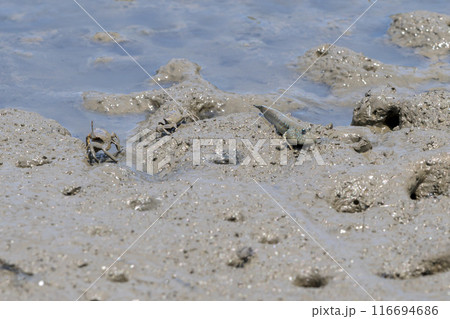 宇土の住吉海岸公園で海岸探検で観えるムツゴロウとカニ　長部田海床路（ながべたかいしょうろ）宇土市住吉 116694686