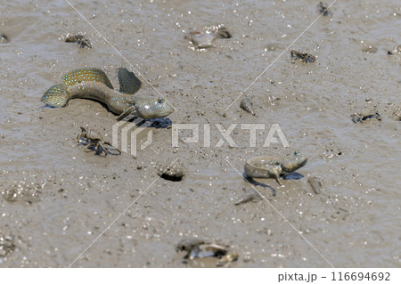 宇土の住吉海岸公園で海岸探検で観えるムツゴロウとカニ　長部田海床路（ながべたかいしょうろ）宇土市住吉 116694692