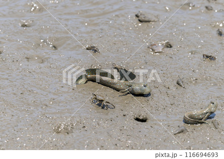 宇土の住吉海岸公園で海岸探検で観えるムツゴロウとカニ　長部田海床路（ながべたかいしょうろ）宇土市住吉 116694693