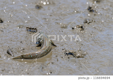宇土の住吉海岸公園で海岸探検で観えるムツゴロウとカニ　長部田海床路（ながべたかいしょうろ）宇土市住吉 116694694