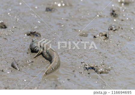 宇土の住吉海岸公園で海岸探検で観えるムツゴロウとカニ 長部田海床路(ながべたかいしょうろ)宇土市住吉 宇土の住吉海岸公園で海岸探検で観えるムツゴロウとカニ 長部田海床路(ながべたかいしょうろ)宇土市住吉 116694695