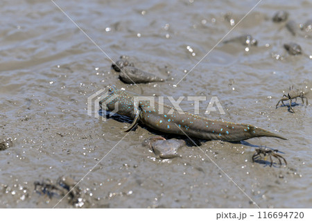 宇土の住吉海岸公園で海岸探検で観えるムツゴロウ 長部田海床路(ながべたかいしょうろ)宇土市住吉 宇土の住吉海岸公園で海岸探検で観えるムツゴロウ 長部田海床路(ながべたかいしょうろ)宇土市住吉 116694720