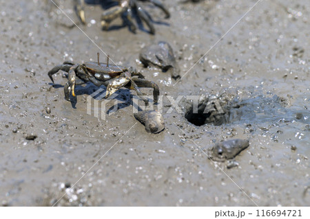 宇土の住吉海岸公園で海岸探検で観える生物　カニ　長部田海床路（ながべたかいしょうろ）宇土市住吉 116694721