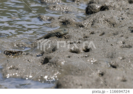 宇土の住吉海岸公園で海岸探検で観えるムツゴロウとカニ 長部田海床路(ながべたかいしょうろ)宇土市住吉 宇土の住吉海岸公園で海岸探検で観えるムツゴロウとカニ 長部田海床路(ながべたかいしょうろ)宇土市住吉 116694724