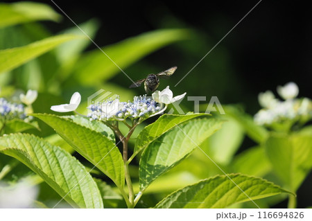 庭のガクアジサイとハナバチ 116694826