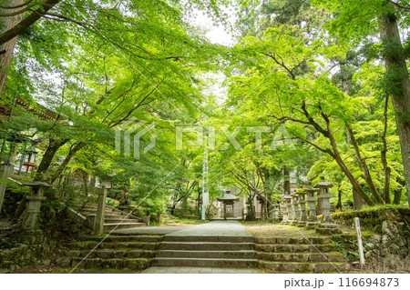岐阜県揖斐川町　新緑の谷汲山華厳寺灯籠の立ち並ぶ参道にある百度石 116694873