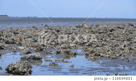 海の中へひたすらつづく道から観える風景　観光スポット　長部田海床路（ながべたかいしょうろ）宇土市住吉 116694881