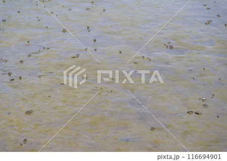 海の中へ海岸探検で観えるムツゴロウとカニ 長部田海床路(ながべたかいしょうろ)宇土市住吉 海の中へ海岸探検で観えるムツゴロウとカニ 長部田海床路(ながべたかいしょうろ)宇土市住吉 116694901