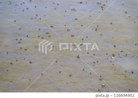 海の中へ海岸探検で観えるムツゴロウとカニ 長部田海床路(ながべたかいしょうろ)宇土市住吉 海の中へ海岸探検で観えるムツゴロウとカニ 長部田海床路(ながべたかいしょうろ)宇土市住吉 116694902