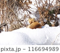 きつねだんご 116694989