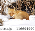 何か用かな 116694990