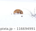 野原のまんじゅう 116694991