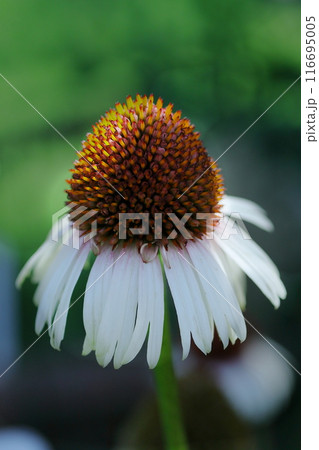 咲き誇るムラサキバレンギク 咲き誇るムラサキバレンギク 116695005