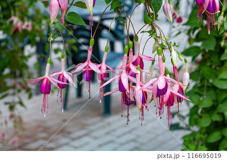 ガーデンの美しいピンク色のフクシアの花 ガーデンの美しいピンク色のフクシアの花 116695019