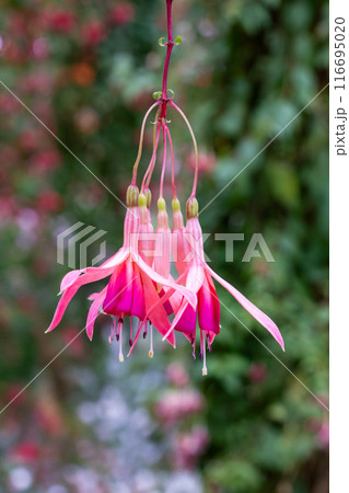ガーデンの美しいピンク色のフクシアの花 116695020