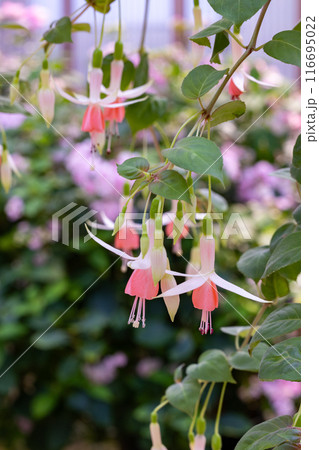 ガーデンの美しいピンク色のフクシアの花 116695022