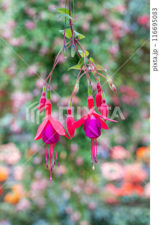 ガーデンの美しい赤いフクシアの花 116695083