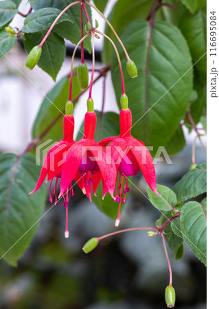 ガーデンの美しい赤いフクシアの花 116695084