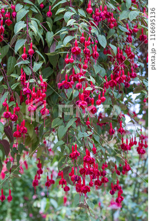 ガーデンの沢山の美しい赤いフクシアの花 ガーデンの沢山の美しい赤いフクシアの花 116695136