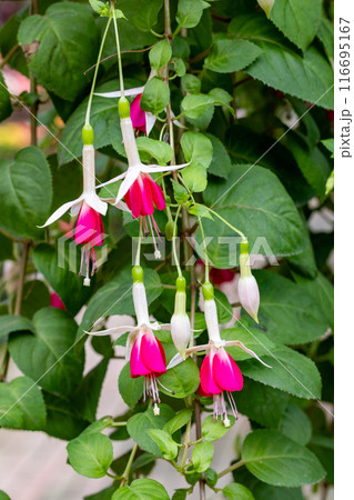 ガーデンの美しいピンクと白色のフクシアの花 116695167