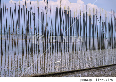 海の中へひたすらつづく道 海苔養殖風景 観光スポット 長部田海床路(ながべたかいしょうろ)宇土市住吉 海の中へひたすらつづく道 海苔養殖風景 観光スポット 長部田海床路(ながべたかいしょうろ)宇土市住吉 116695170