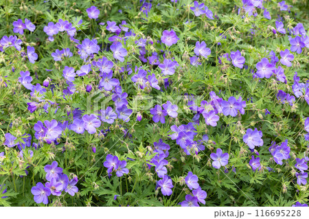 ガーデンのゲラニウムジョンソンズブルーの花 116695228
