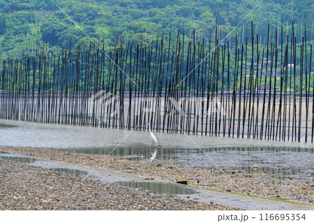 海の中へひたすらつづく道 海苔養殖風景 観光スポット 長部田海床路(ながべたかいしょうろ)宇土市住吉 海の中へひたすらつづく道 海苔養殖風景 観光スポット 長部田海床路(ながべたかいしょうろ)宇土市住吉 116695354