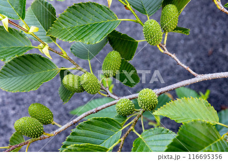 初夏の季節の青々したヤシャブシの種 116695356