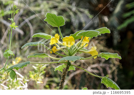 ウンカリナ・ロエオエスリアナはゴマの仲間で食用である 116695395
