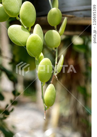 緑の太鼓という和名を持つクセロシキオス・ダングイ 116695399